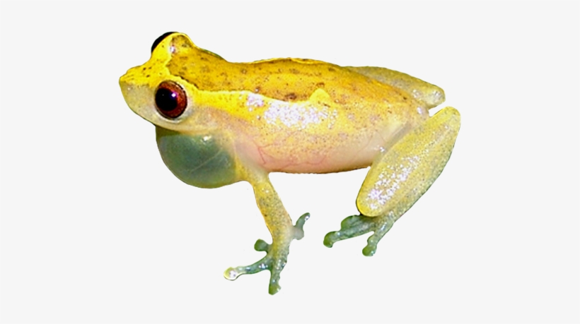 Strawberry Poison Dart Frog - True Frog, transparent png