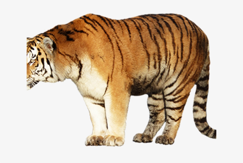 Siberian Tiger, transparent png