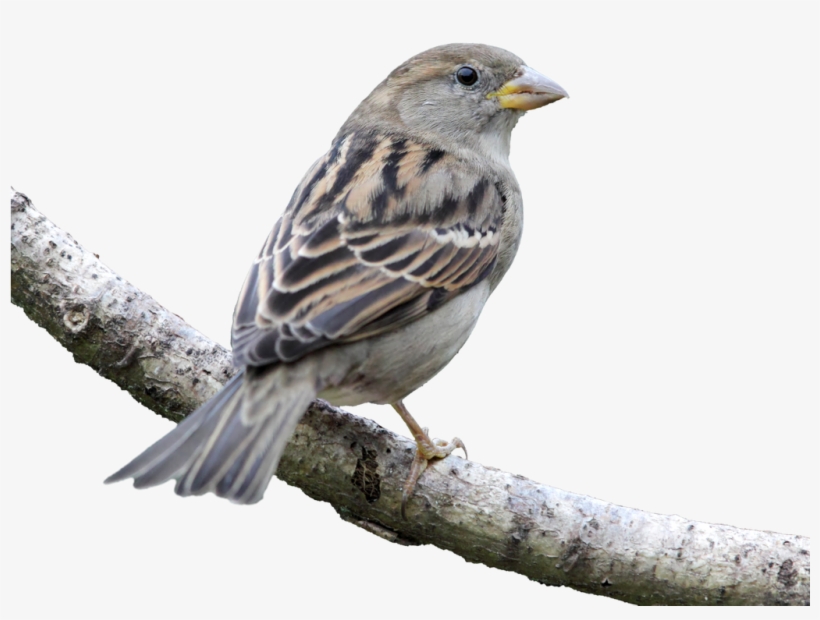 House Bird Finch American Sparrows - House Sparrow, transparent png