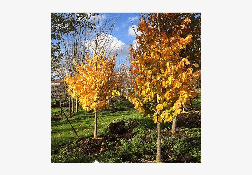 Deciduous Trees - Maple, transparent png