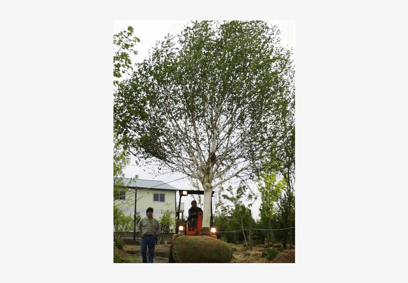 Deciduous Trees - River Birch, transparent png