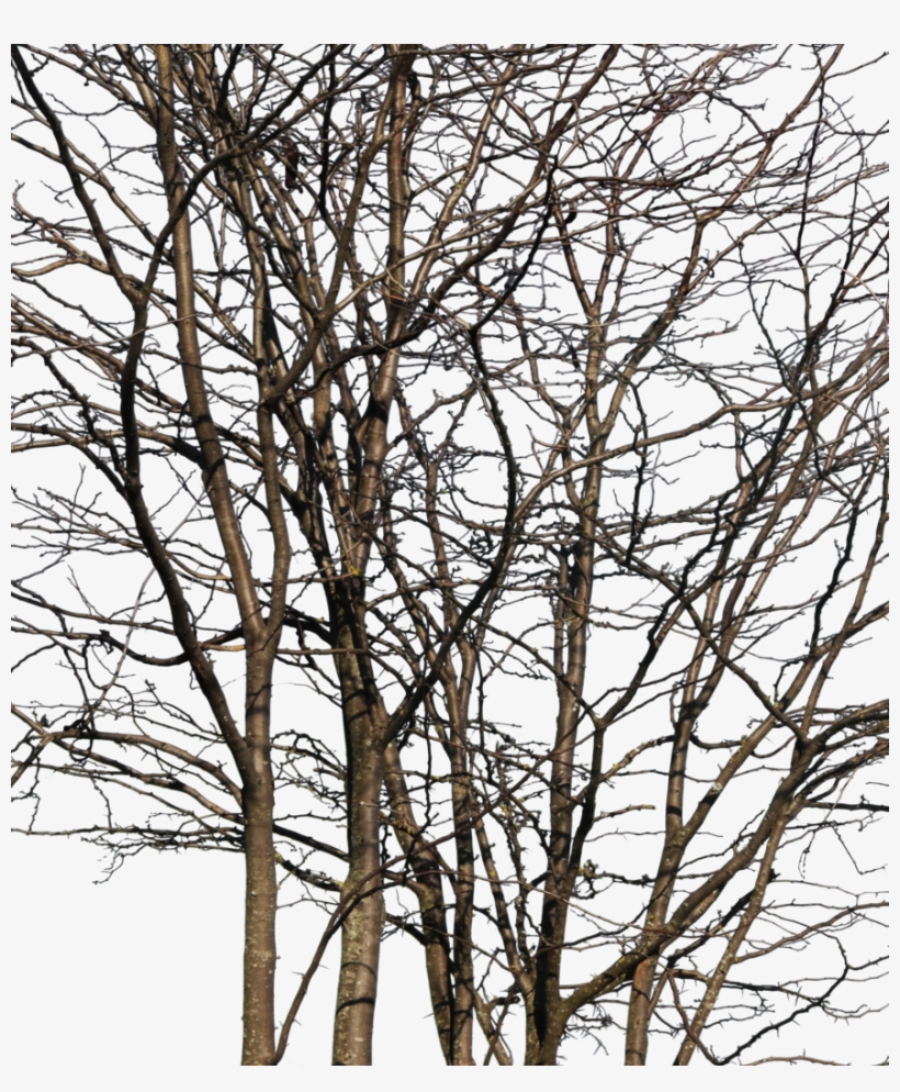Deciduous Trees Group Winter Iii - Wood, transparent png
