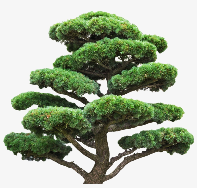 Tree Stock Photography Pine Royalty Free Euclidean - Pine, transparent png