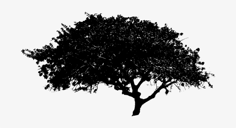 Download Black Tree Png File - Tree Black And White Png, transparent png