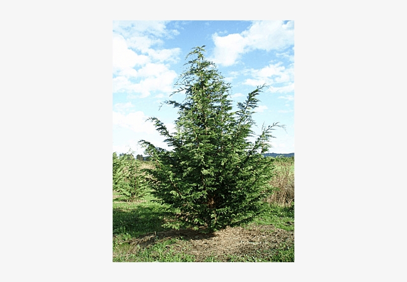 Privacy Screens - Leyland Cypress Tree, transparent png