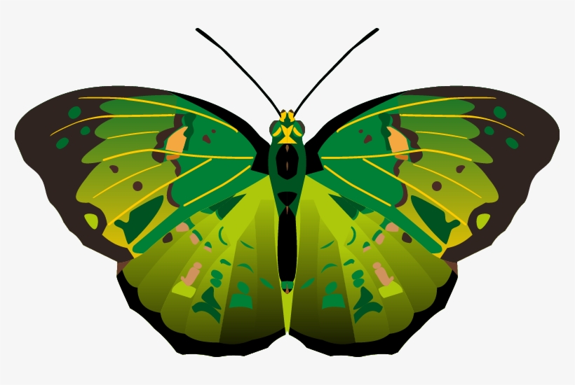 Butterfly Png Images - Butterflies, transparent png