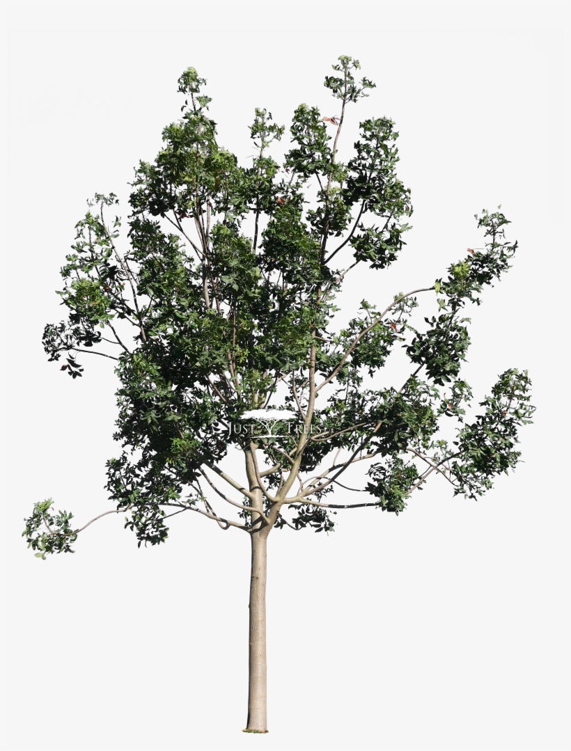 Harpephyllum Caffrum L Common Name - Pond Pine, transparent png