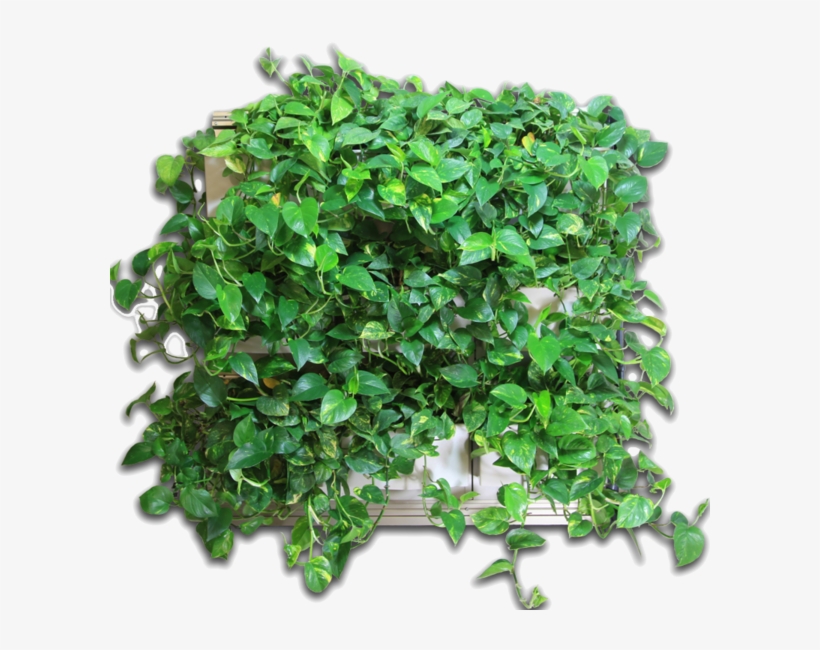 1 800 620 - Artificial Turf, transparent png