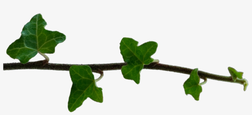 Isolated Ivy Branch - Scarlet Gourd, transparent png