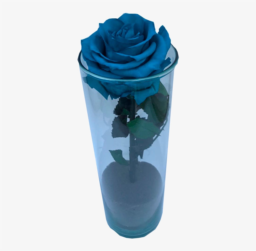 La Bella Y La Bestia Kuyani, Rosa Blanca, transparent png