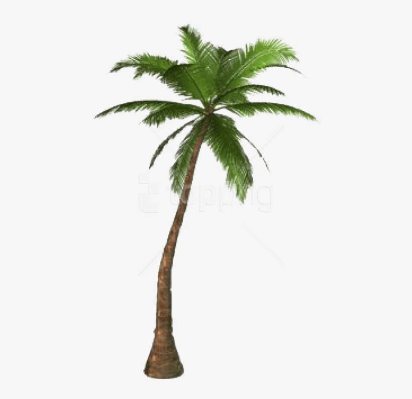 Free Png Download Palm Tree Png Png Images Background - Palm Tree No Background, transparent png