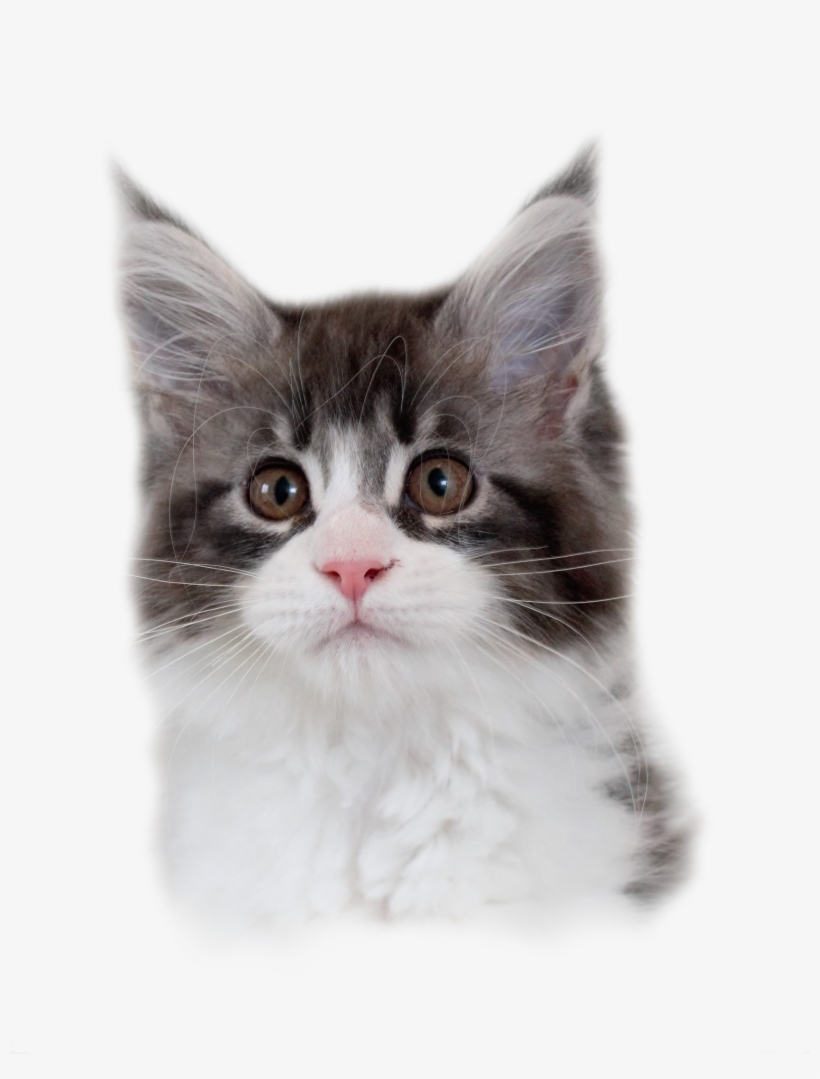 1 - Domestic Long-haired Cat, transparent png
