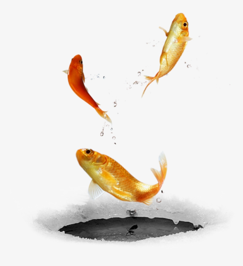 #ftestickers #fish#fishes #goldfish #jumping #freetoedit - Jumping Fish Png Picsart, transparent png