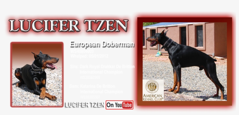 American Kennel Club, transparent png