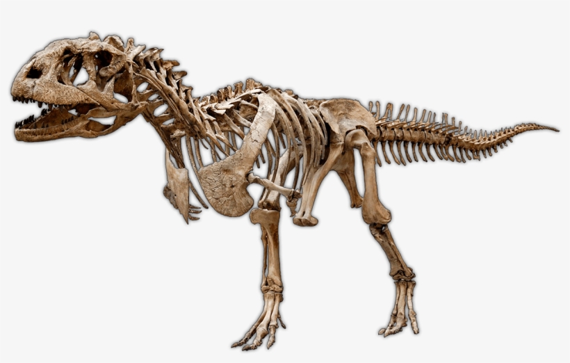 Dinosaur Excavation Kits & Experimental Paleontology - Theropod Dinosaur Skeleton, transparent png