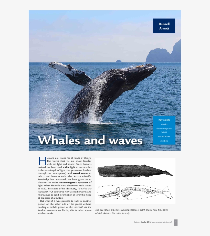 Pdf - Grey Whale, transparent png