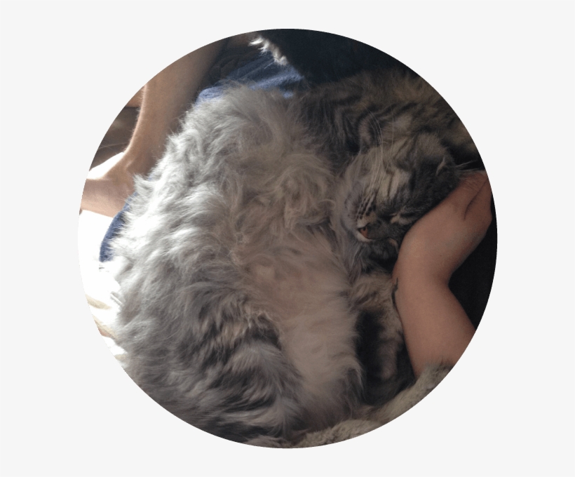 Bubbles Twin Cities Pet Rescue Bumbles Is - Domestic Long-haired Cat, transparent png