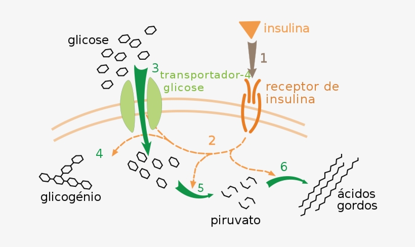 What Is The Relationship Between Glucose And Insulin - Receptor Insuliny, transparent png