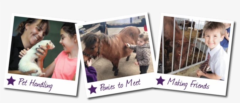Contact Us - Shetland Pony, transparent png