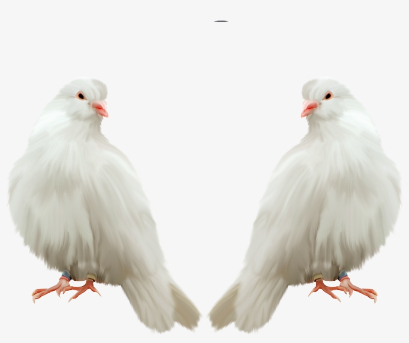 #birds #love #lovebirds - Pigen Png, transparent png