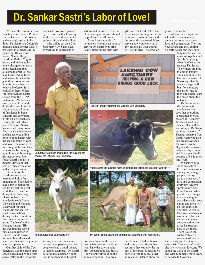 The Lakshmi Cow Sanctuary In Bangor, Pennsylvania - Dairy Cow, transparent png