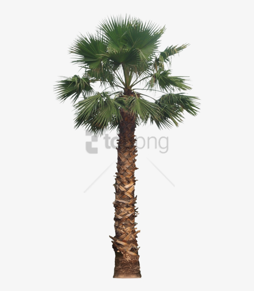 Free Png California Palm Tree Png Image With Transparent - Fan Palm Tree Png, transparent png