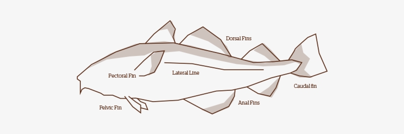 Fish - Illustration, transparent png