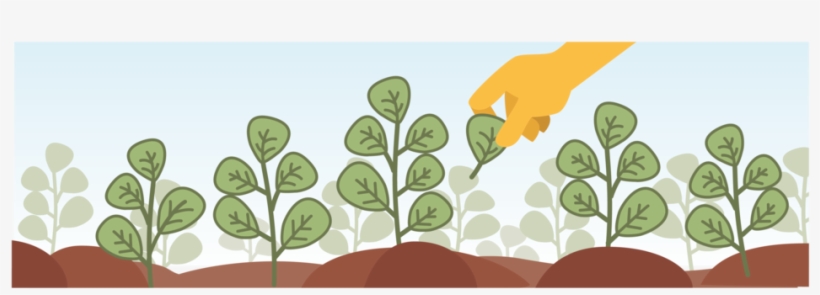 Hand Picked Harvest - Illustration, transparent png