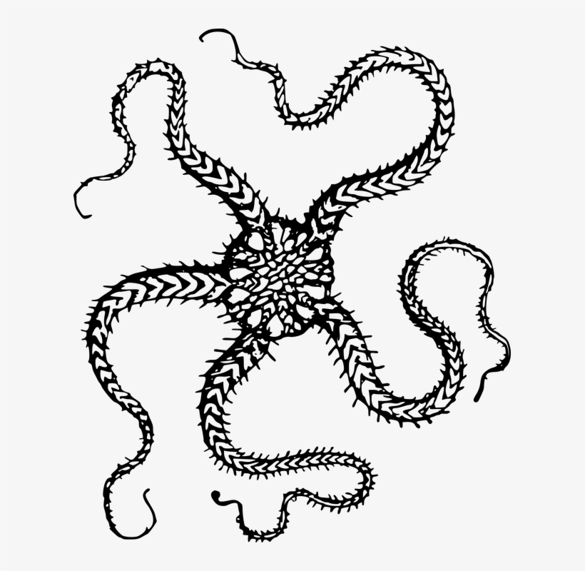 Animal, Echinoderm, Ocean, Sea, Sea Star, Starfish - Brittle Star Clip Art, transparent png