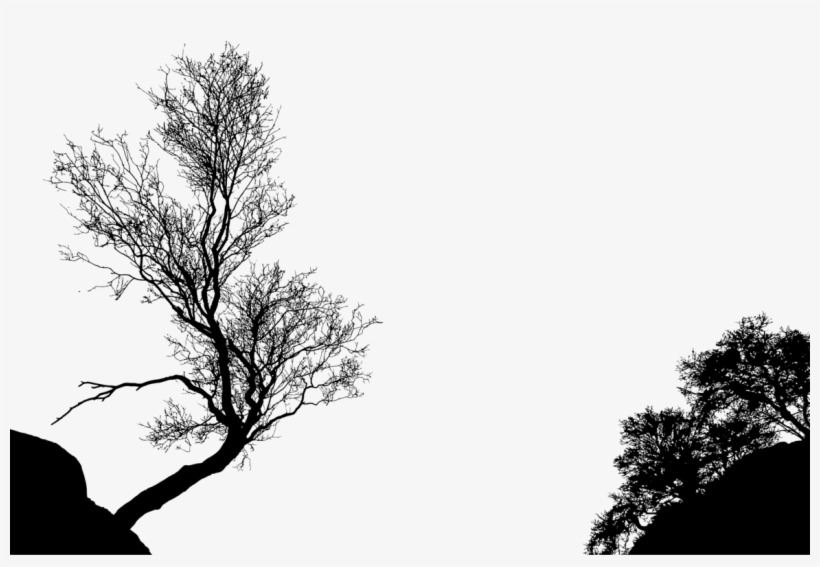 Tree Branch Silhouette Black And White Drawing - Trees In Silhouette, transparent png
