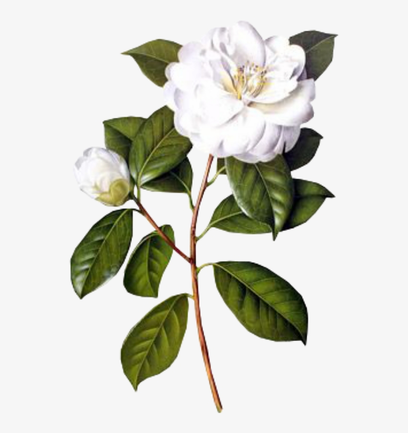 #flower #white #spring #png #overlay #free #kpopedit - Camellia Flower Drawing Botanical, transparent png