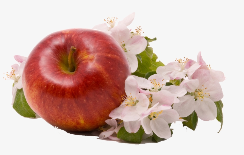 Apple Png Image - Apple, transparent png