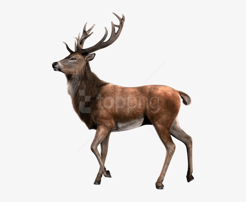 Free Png Download Single Deer Png Images Background - Deer Transparent, transparent png