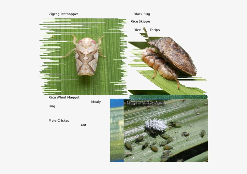 Mealybug Destroyer, transparent png