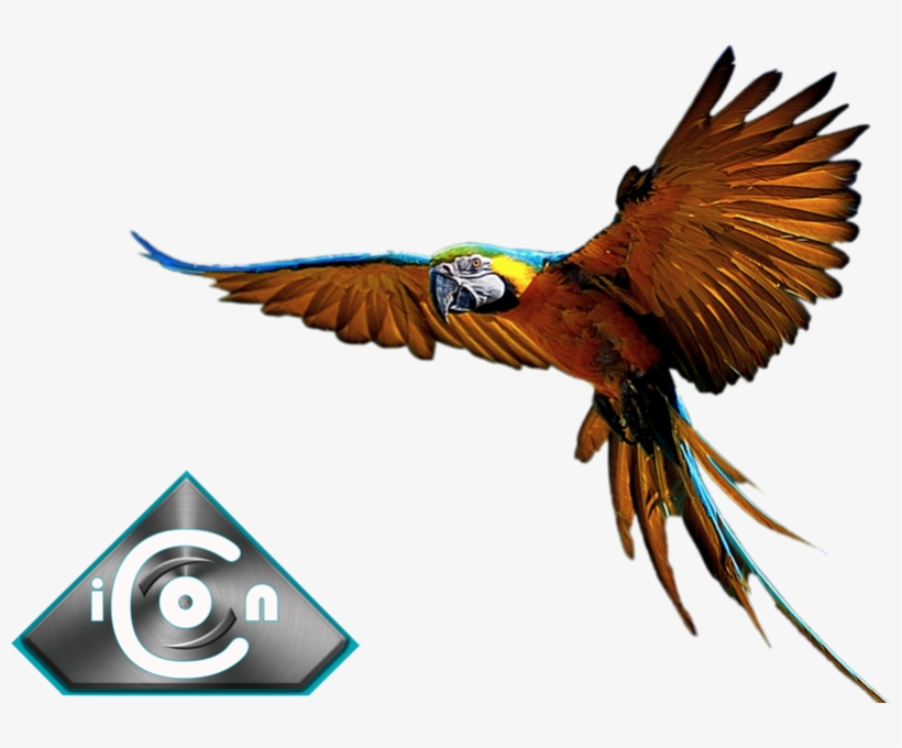 Blue Gold Macaw - Macaw, transparent png