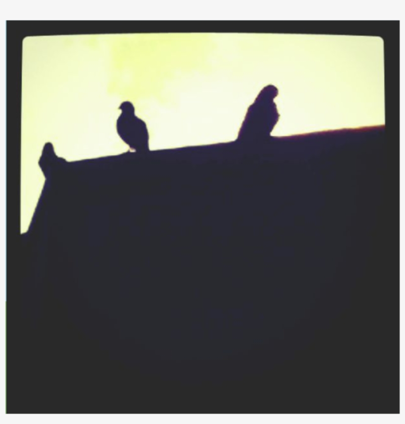 Ravens - Silhouette, transparent png