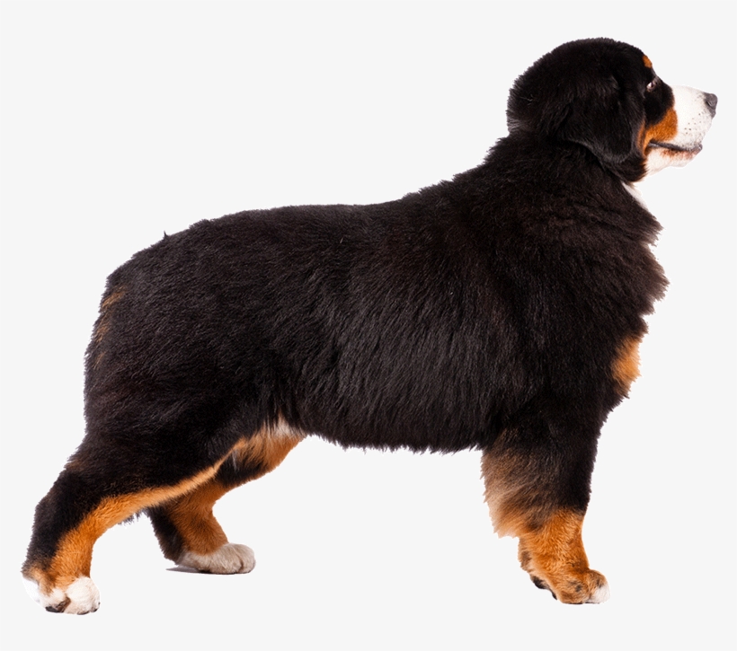Bernese Moutain Dog Pictures - Bernese Mountain Dog Transparent Background, transparent png