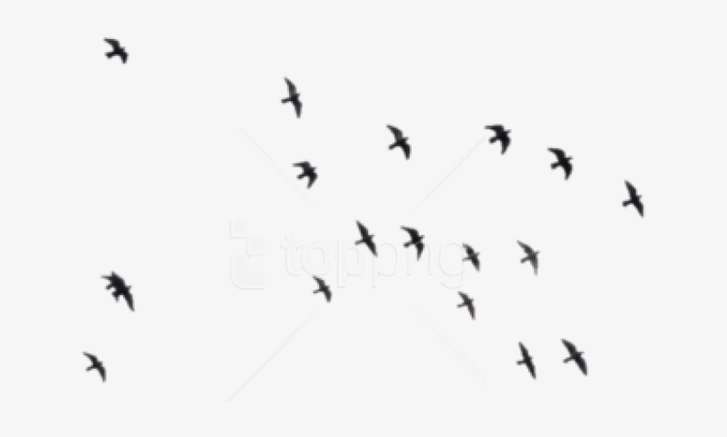 Free Png Download Birds Png Images Background Png Images - Black Birds Background Png, transparent png