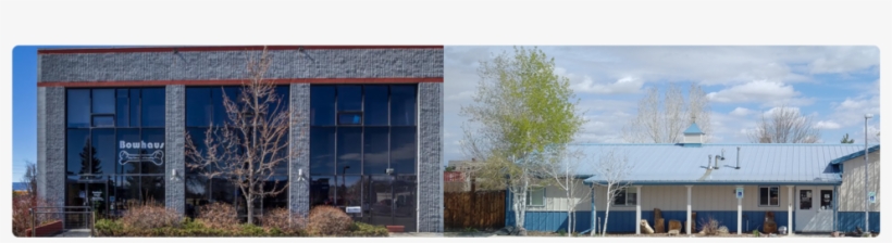 Bowhaus Dog Daycare & Boarding, transparent png