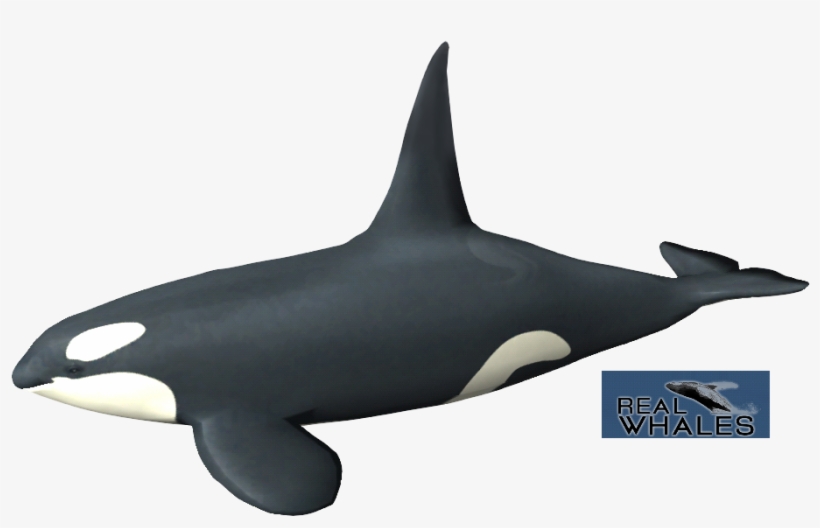 979 X 597 6 - Delfiny I Wieloryby I Orki, transparent png
