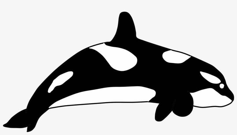 344 - Killer Whale, transparent png