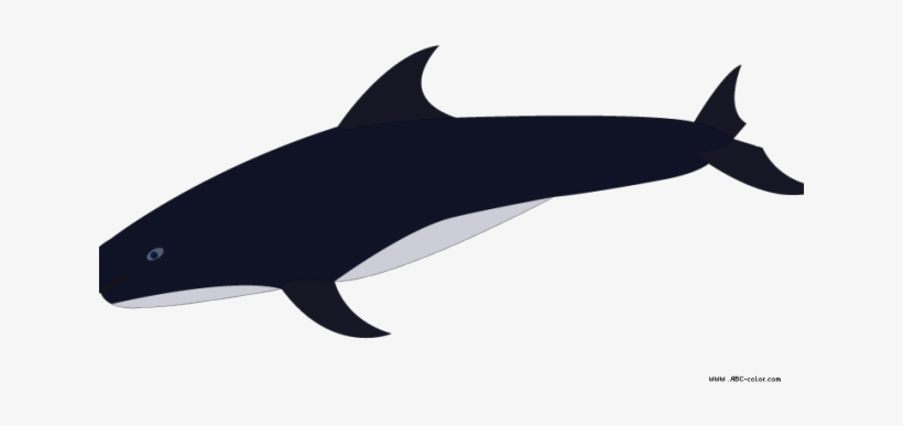 Killer Whale Clipart Transparent - Killer Whale, transparent png
