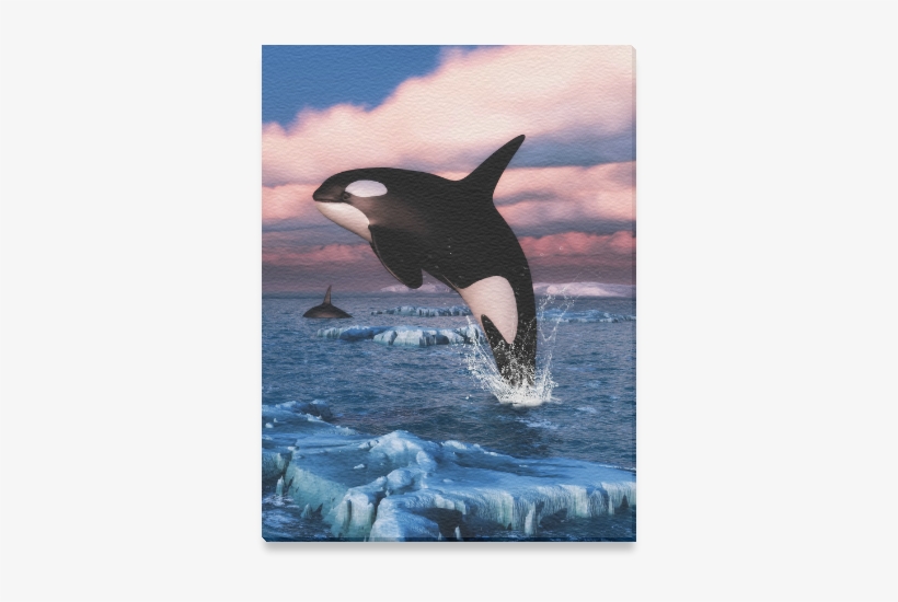 Killer Whale Arctic Ocean, transparent png