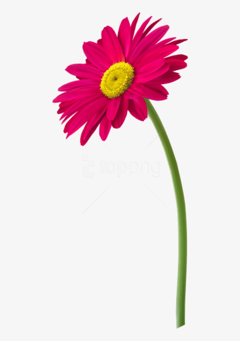 Free Png Download Pink Gerbera Flower Png Images Background - Flower In Pot Png, transparent png