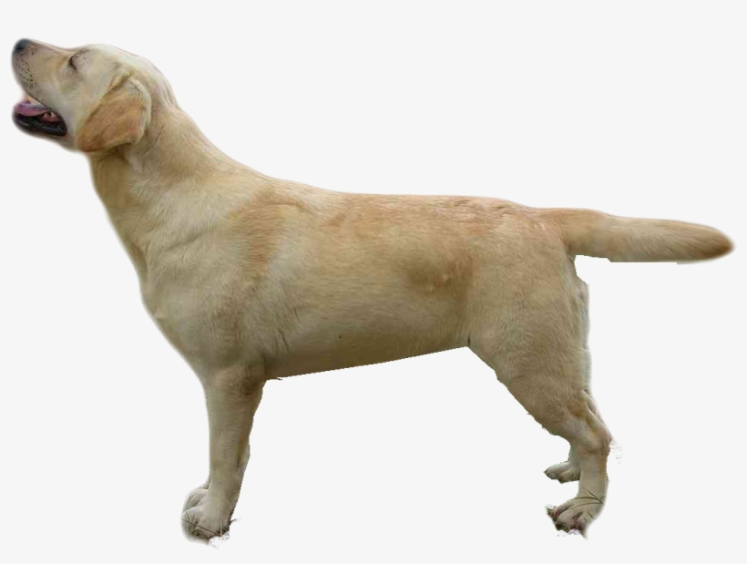 Dog Yawns, transparent png