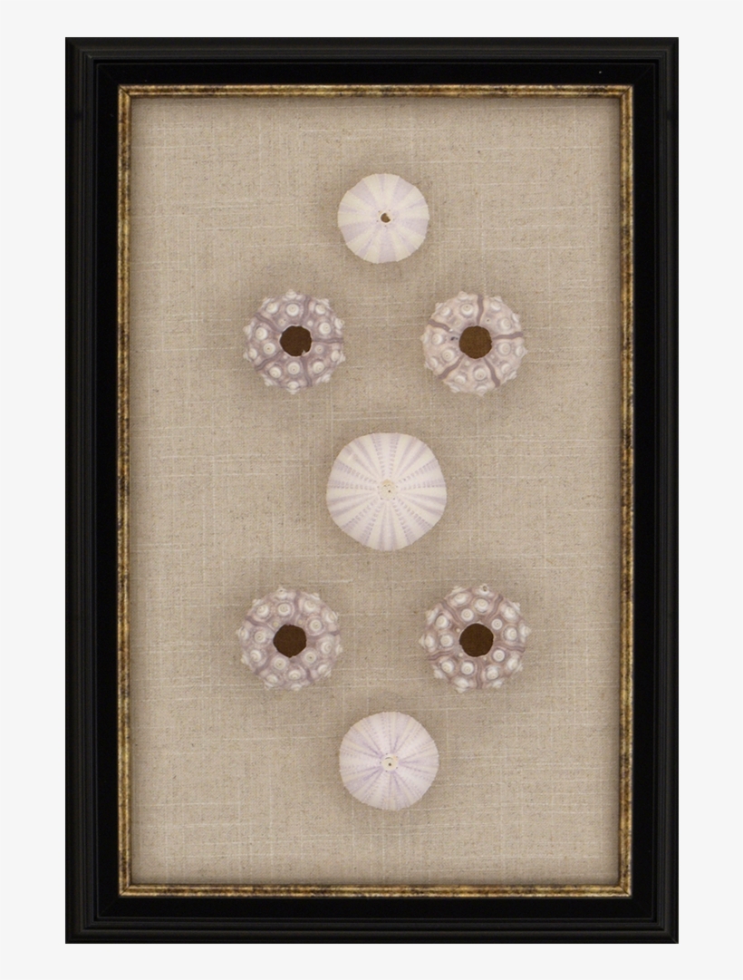 Sea Urchin Sputnik - Embroidery, transparent png