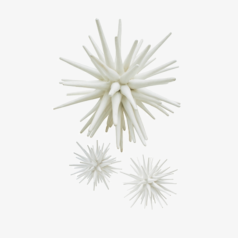 Sea Urchin Lg $1,000 Lg, - Paper, transparent png
