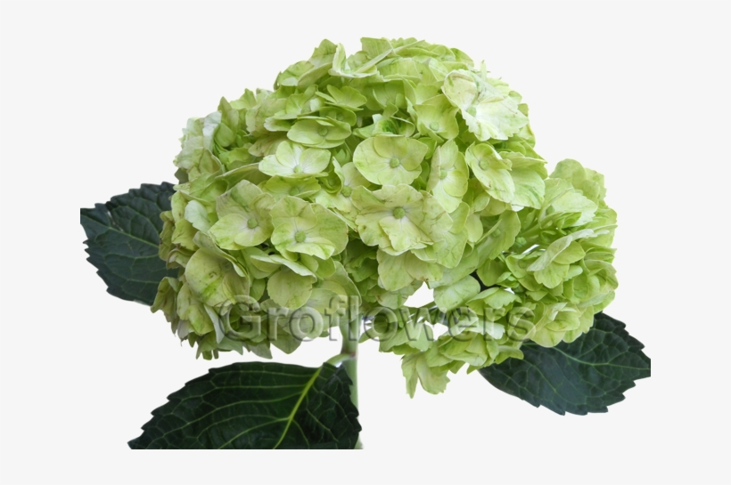 Lime-regular - Lime Green Hydrangeas, transparent png