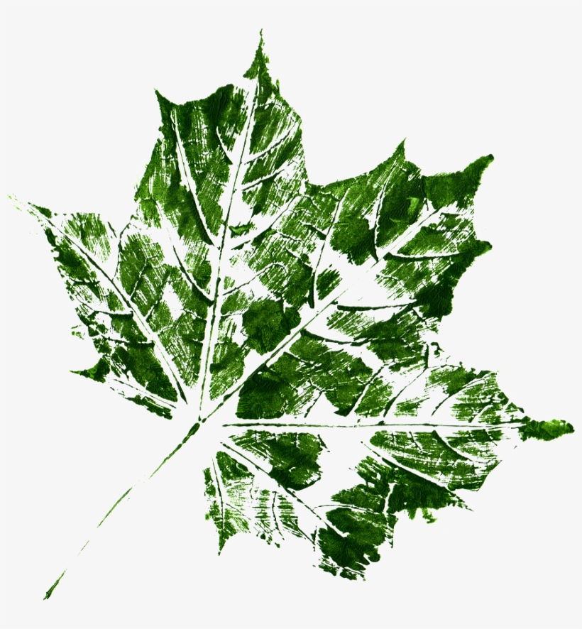 Free Download - Maple Leaf, transparent png