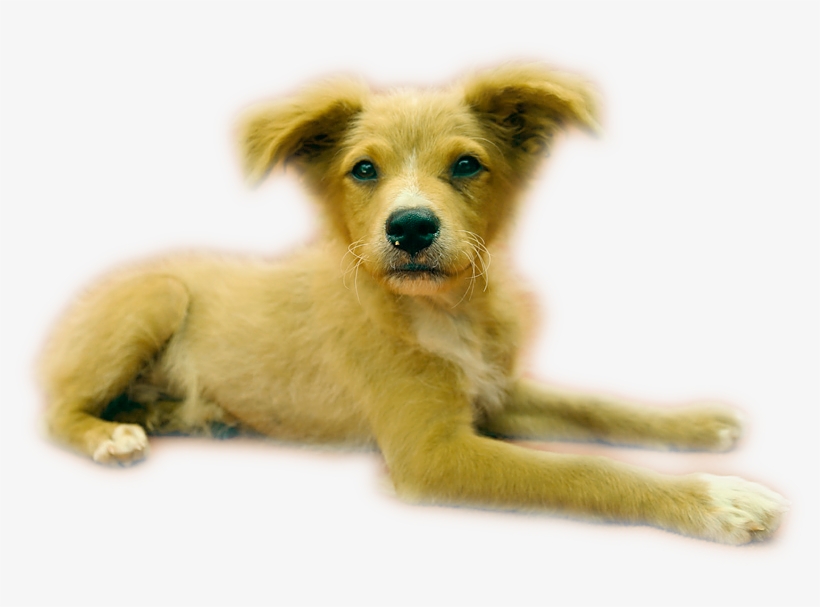 The Work, However, Is Far From Done - Companion Dog, transparent png